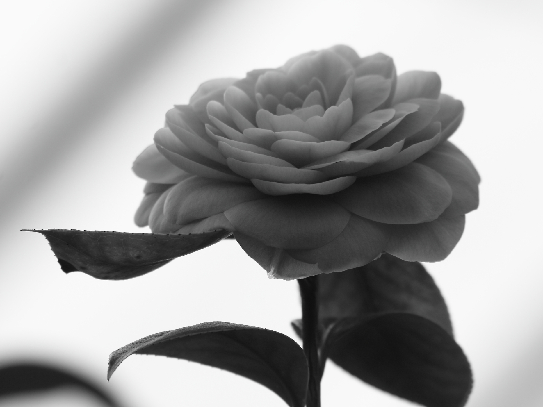 2015 01 25 HTP 000020868ebw